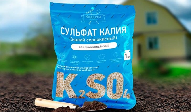 подкормка клубники весной и летом