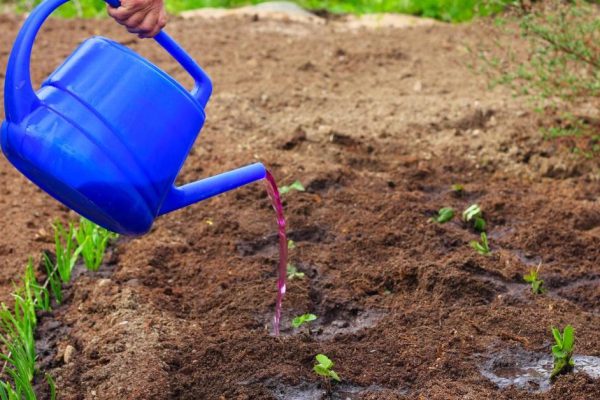 Схема подкормки клубники весной