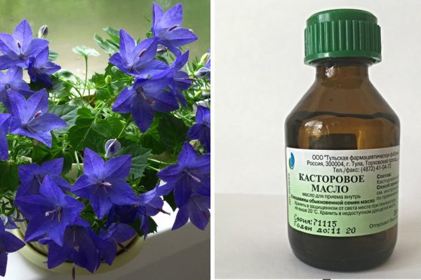 Растения будут цвести пышно и долго, если воспользоваться чудо-подкормкой!