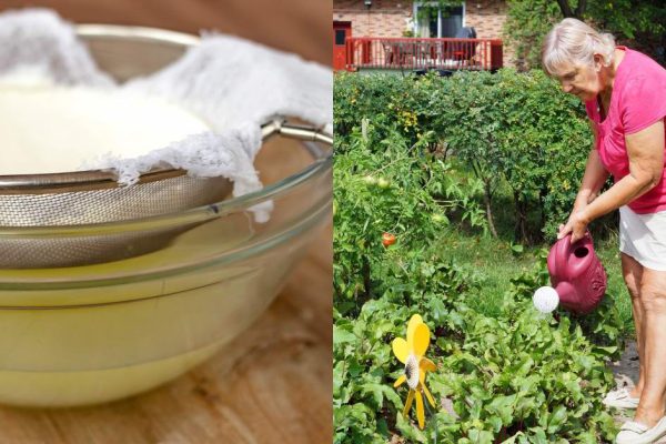 Кисломолочное удобрение для увеличения урожая огурцов и помидоров