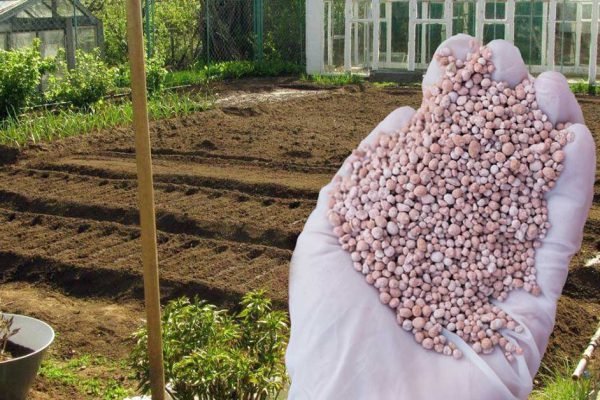 Урожайность увеличится в разы, если правильно использовать нитроаммофоску на своем участке