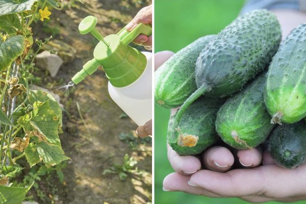 Необузданный рост огурцов на участке соседа