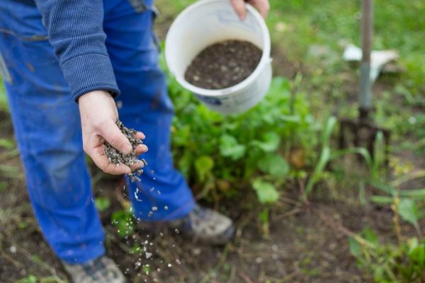Fertilizing the garden by bio granular fertilizer for better conditions of garden
