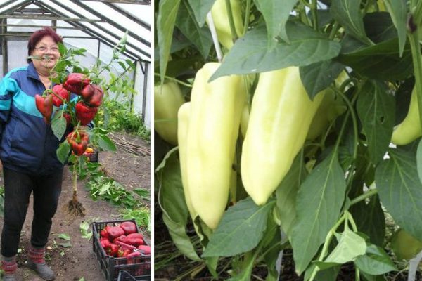 Чем подкормить сладкий перец, чтобы он был толстостенным, как в магазине