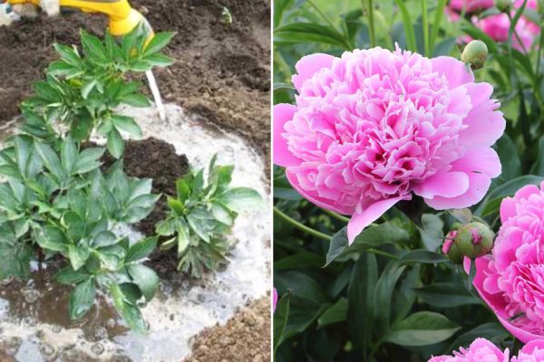 Пионы обожают органические удобрения, обильно цветут в благодарность садовнику