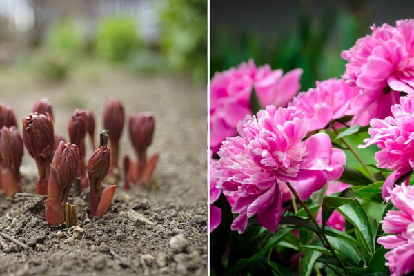 Чем я кормлю пионы весной, чтобы упругие бутоны в мае налились силой