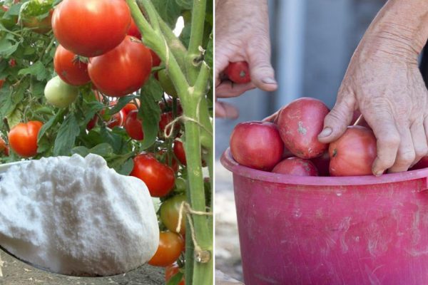 Чем подкормить помидоры в июне, чтобы они набрались сил