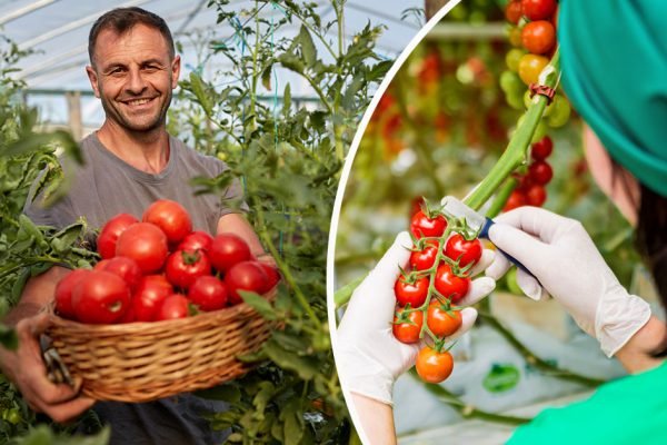 Будешь раздавать помидоры соседям, если в июле подкормишь их этой чудотворной смесью