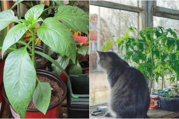 Полей рассаду этим простым средством — сильные побеги, буйное цветение, богатый урожай гарантированы!