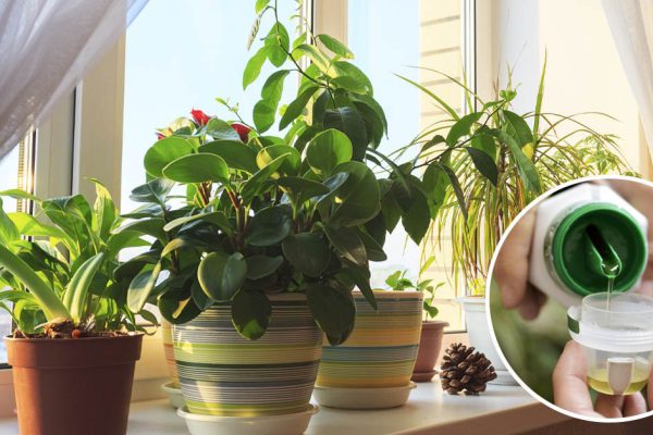 «Бульонный» способ подкормки растений, после которого они растут с новой силой