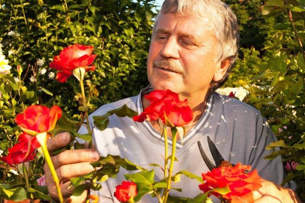 Mature man caring for roses in the garden