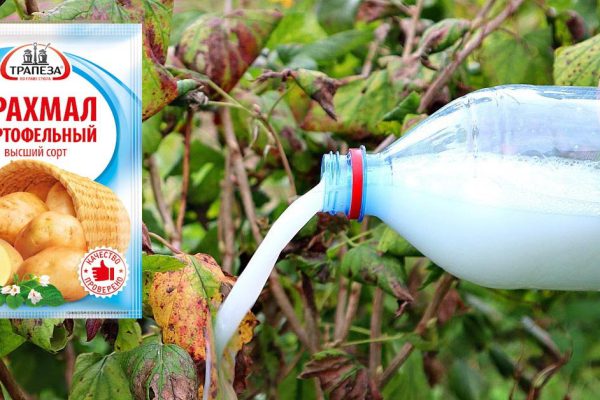 Загадываю обильный урожай смородины в грядущем году, ведь поливаю кусты в октябре особой смесью