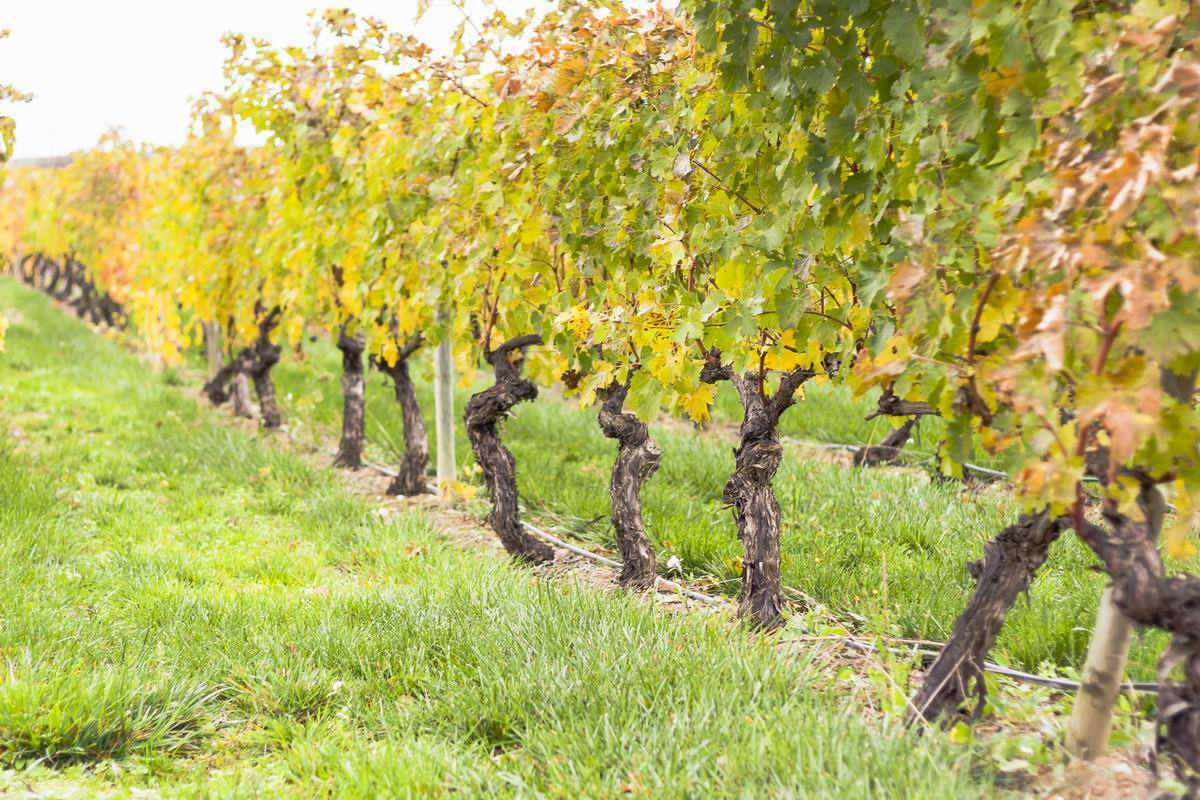 подкормка винограда весной и летом