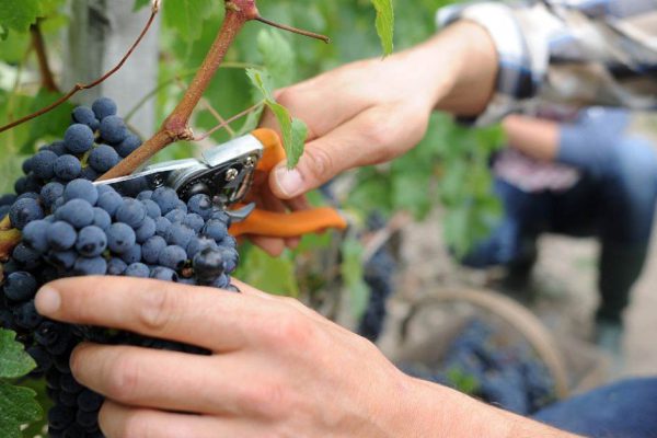 Чем подкормить виноград в августе, чтобы повысить урожайность