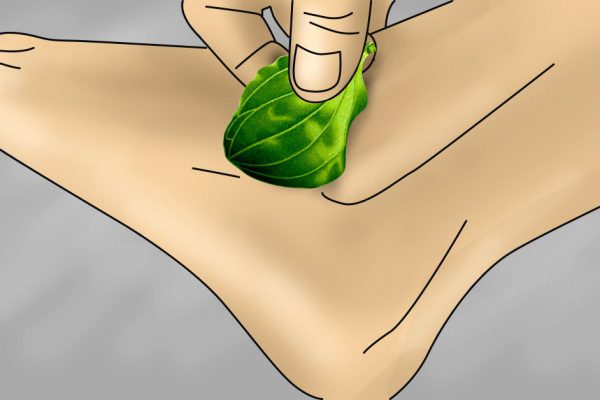 5 фактов о подорожнике, о которых ты наверняка не слышал!