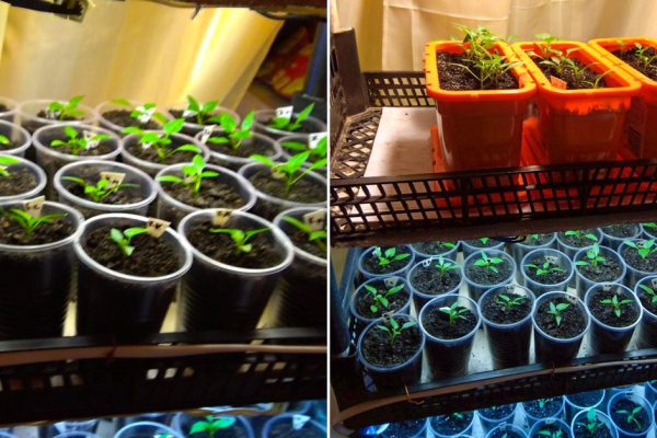 Элементарная подсветка для рассады, чтобы не тратить лишних денег, но получить живучие и мощные ростки