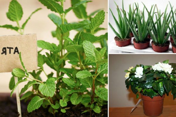 7 домашних растений, которые принесут позитивную энергетику в твой дом!