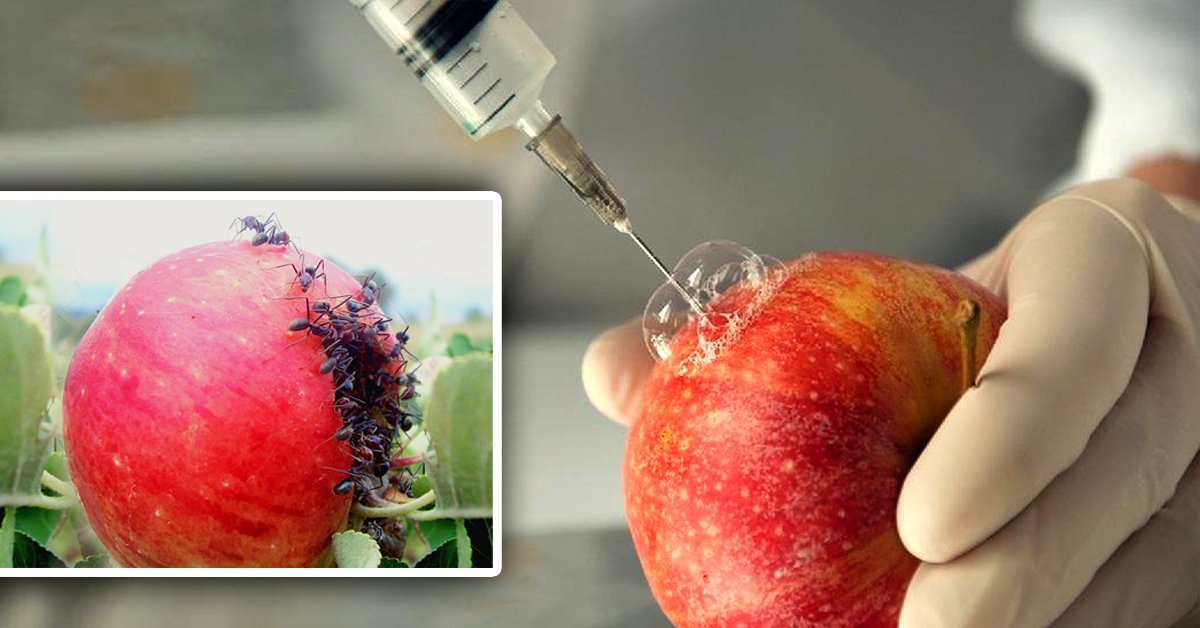 Полезные и вредные продукты питания