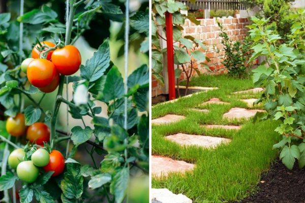 Как обустроить грядки на даче