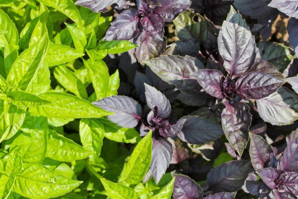 Basil green and purple, green salad, Russia