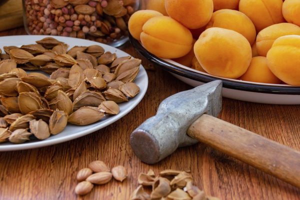 fresh apricots, hammer and bones extracted from apricots