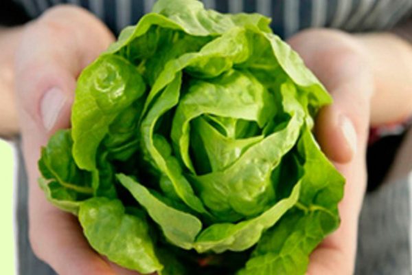 10 доказательств того, что латук особо полезен для здоровья.