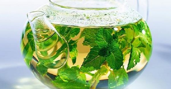 Целительную силу мяты сложно переоценить! 6 лечебных свойств душистого растения.