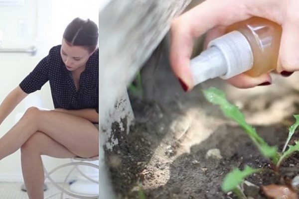 10 странных применений яблочного уксуса на каждый день: пригодились сегодня же!