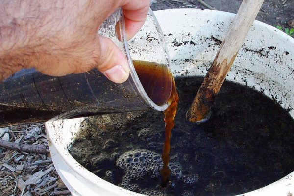 Удобрение по рецепту сельской травницы, от которого овощи растут как заколдованные