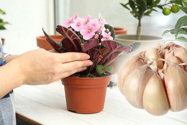 Ошибки при поливе и выращивании капризных фиалок