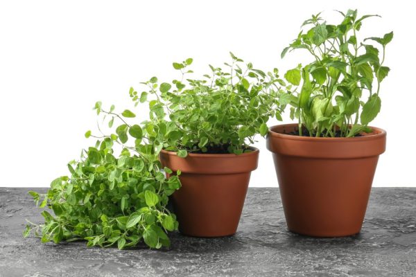 Pots with fresh aromatic herbs on grey table against white background