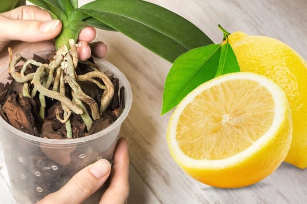 Дала орхидее-лежебоке вкусить лимон, и тут же началось мощное цветение