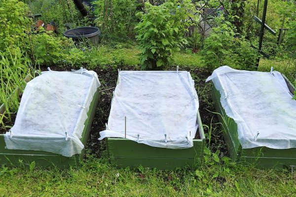 Золотая середина: полив овощей по всем правилам, чтобы воды было достаточно