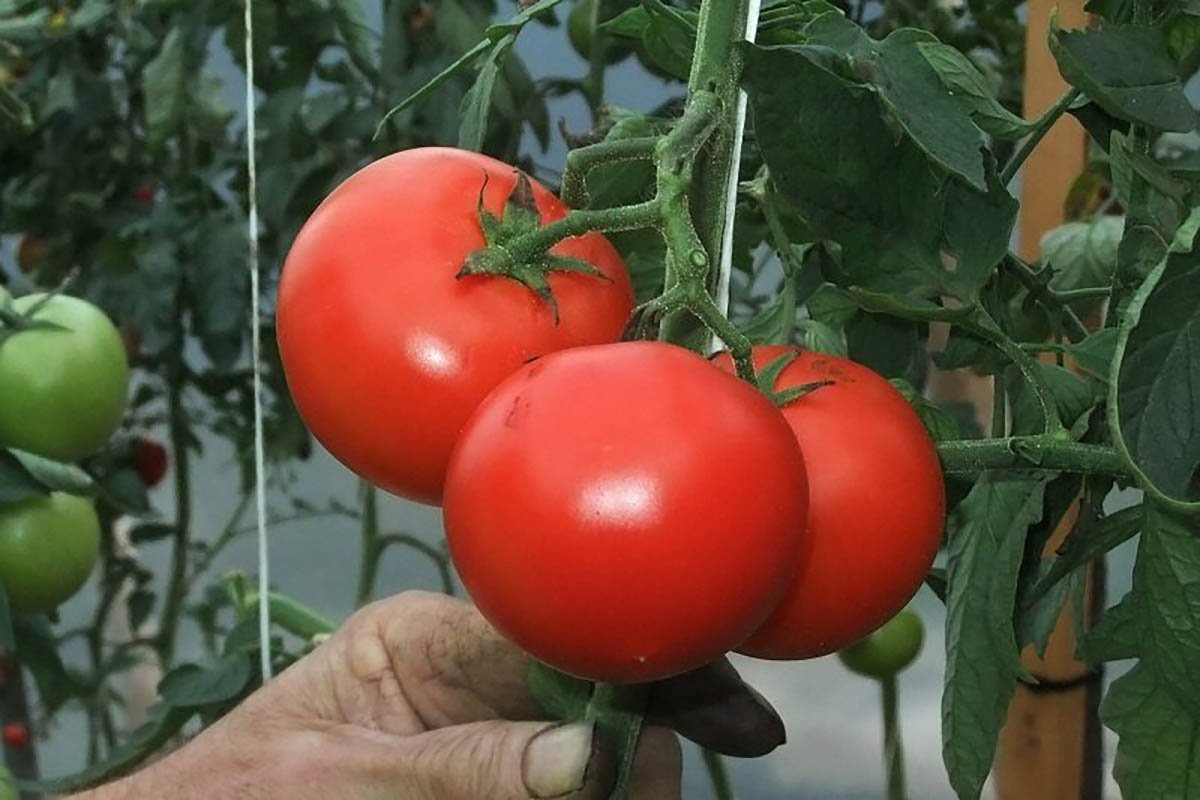 Неопытные дачники совершают эту ошибку в 90 % случаев, не делай так при посадке томатов томатов, после, помидоры, поливать, чтобы, растения, рекомендуется, высадки, полив, влаги, почву, совершают, может, время, рассаду, рассады, неделю, нужно, можно, необходимо