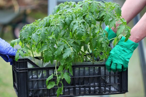 Неопытные дачники совершают эту ошибку в 90 % случаев, не делай так при посадке томатов