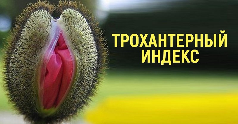 половая конституция расчет