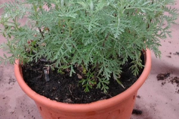 «Растение, уничтожающее рак с метастазами!» Оно всегда было под ногами.