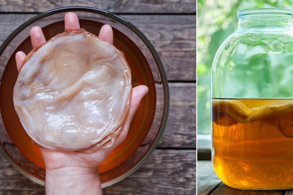 Почему я выращиваю чайный гриб в предвкушении летних деньков