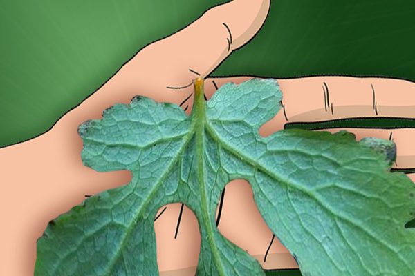 Интересная особенность чистотела: русский женьшень отыскивает корень любой болезни