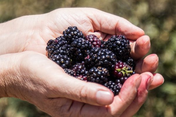 The hands hold a several ripe berries of red and black currants on the background of green bushes.