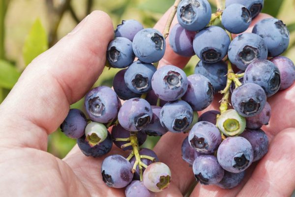 Специалист по питанию умоляет есть голубику, пока сезон