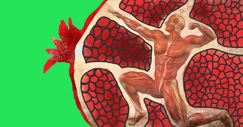 все о пользе граната