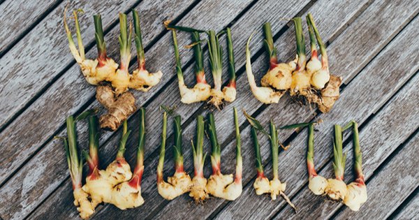 Имбирный чай: 9 причин, почему тебе обязательно нужно полюбить этот напиток!