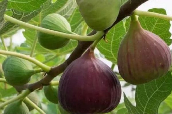 Торговец экзотическими фруктами рассказал, как выбирать свежайший инжир и с чем его есть.