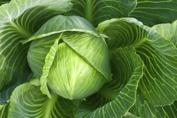 Польза капусты для организма