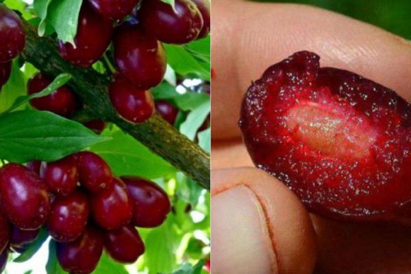 Эти ягоды спасают миллионы людей от самого коварного недуга! Быстрая регенерация тканей организма…