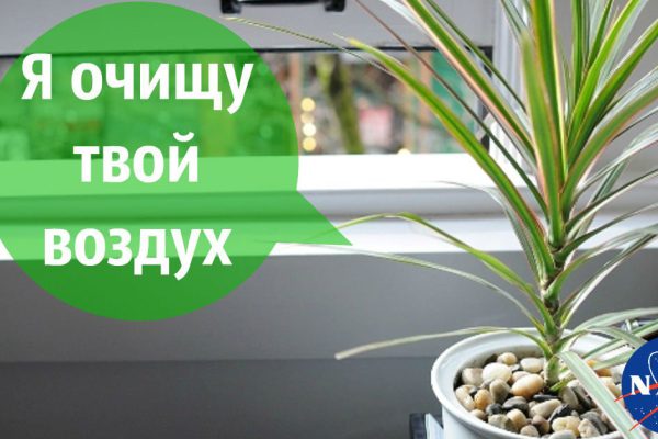 Какие растения очистят воздух как пылесос