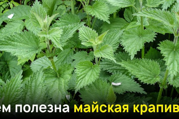 Зачем шастать за майской крапивой по безлюдным дорогам