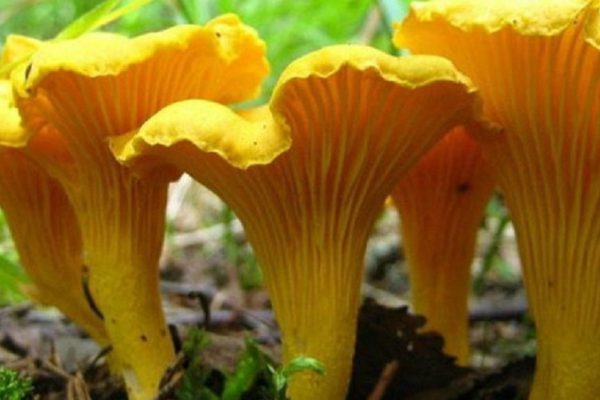 Не задумывались, почему лисички никогда не бывают червивыми?