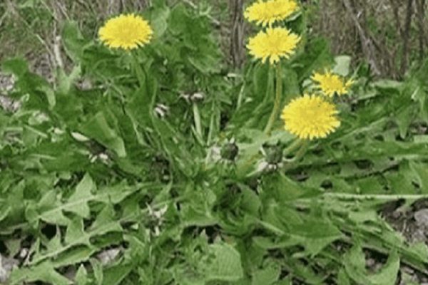 Всего 1 листик может спасти и облегчить состояние! Растет практически везде, но мало кто знает, как его применять…